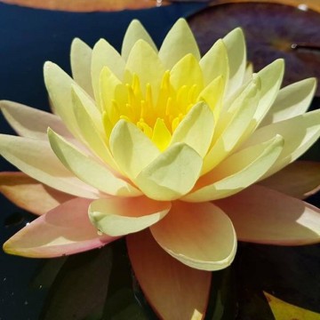 Nymphaea florida sunset nelumbogarden waterlilies  1