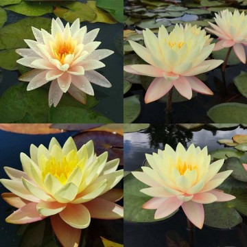 Nymphaea florida sunset nelumbogarden waterlilies  3