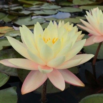 Nymphaea florida sunset nelumbogarden waterlilies  4