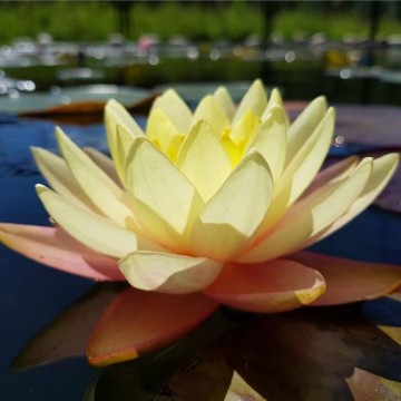 Nymphaea florida sunset nelumbogarden waterlilies  5