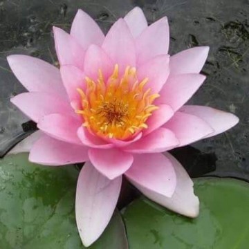 Nymphaea formosa nelumbogarden waterlilies 1