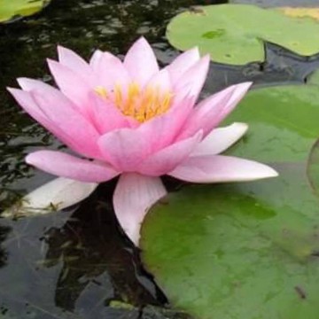 Nymphaea formosa nelumbogarden waterlilies 2
