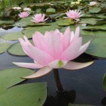 Nymphaea formosa nelumbogarden waterlilies 3
