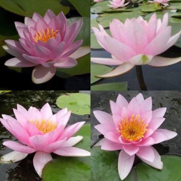 Nymphaea formosa nelumbogarden waterlilies 4