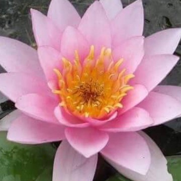 Nymphaea formosa nelumbogarden waterlilies 5