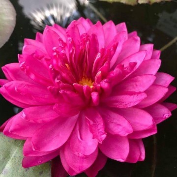 Nymphaea fuchsia pom pom nelumbogarden waterlilies 1