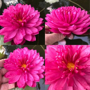 Nymphaea fuchsia pom pom nelumbogarden waterlilies 4