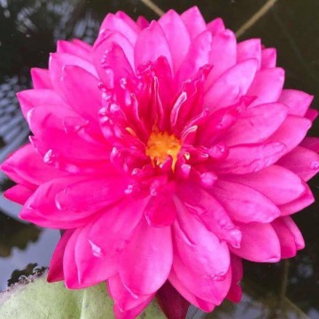 Nymphaea fuchsia pom pom nelumbogarden waterlilies 5