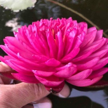 Nymphaea fuchsia pom pom nelumbogarden waterlilies 6
