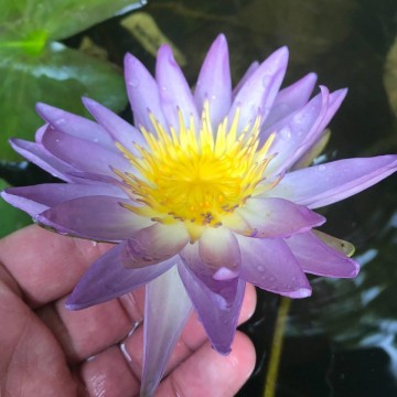 Nymphaea garry wagner nelumbogarden waterlilies 1