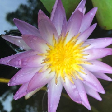 Nymphaea garry wagner nelumbogarden waterlilies 4