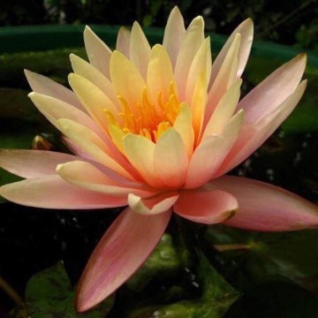 Nymphaea georgia peach nelumbogarden waterlilies 4