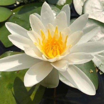 Nymphaea gladstoniana nelumbogarden waterlilies 1