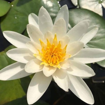 Nymphaea gladstoniana nelumbogarden waterlilies 2