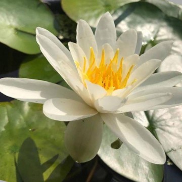 Nymphaea gladstoniana nelumbogarden waterlilies 5