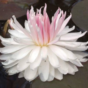 Nymphaea gloire du temple sur lot nelumbogarden waterlilies 1