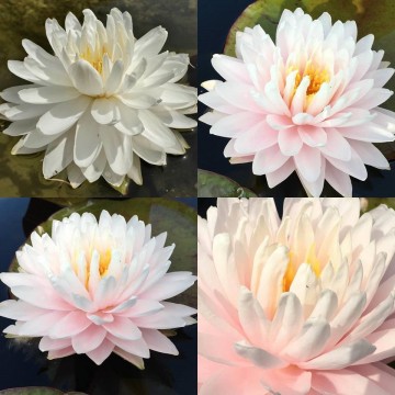 Nymphaea gloire du temple sur lot nelumbogarden waterlilies 2