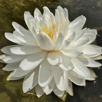 Nymphaea gloire du temple sur lot nelumbogarden waterlilies 6