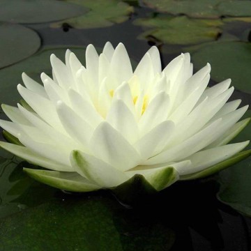 Nymphaea gonnere nelumbogarden waterlilies 1