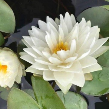 Nymphaea gonnere nelumbogarden waterlilies 2