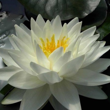 Nymphaea gonnere nelumbogarden waterlilies 3
