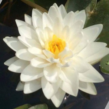 Nymphaea gonnere nelumbogarden waterlilies 4