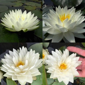 Nymphaea gonnere nelumbogarden waterlilies 6