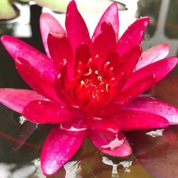 Nymphaea granat nelumbogarden waterlilies 1
