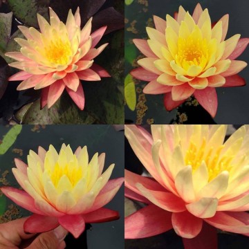 Nymphaea greggs orange beauty nelumbogarden waterlilies 2