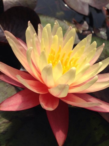Nymphaea greggs orange beauty nelumbogarden waterlilies 3