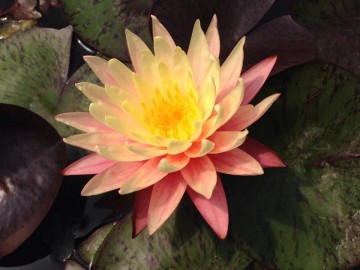Nymphaea greggs orange beauty nelumbogarden waterlilies 4