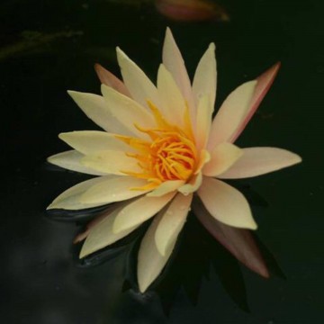 Nymphaea hawaiian gold nelumbo garden matthijs hazeleger waterlelies 1