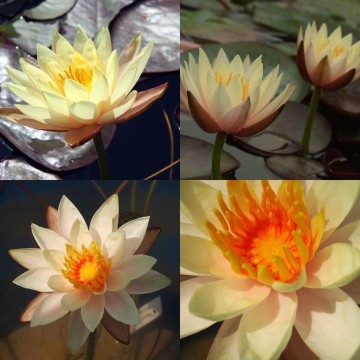 Nymphaea hawaiian gold nelumbo garden matthijs hazeleger waterlelies 4