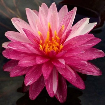 Nymphaea jakkaphan nelumbogarden waterlilies 1