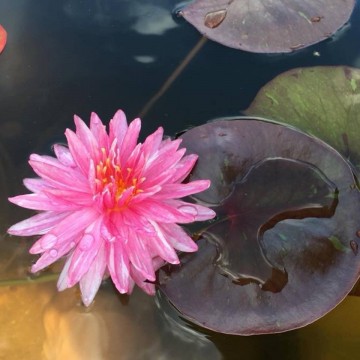 Nymphaea jakkaphan nelumbogarden waterlilies 4