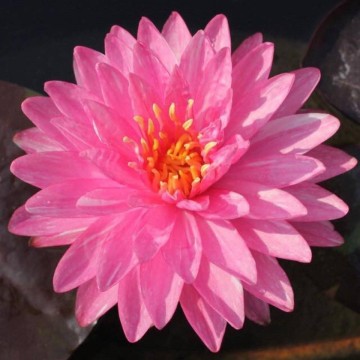 Nymphaea jakkaphan nelumbogarden waterlilies 5