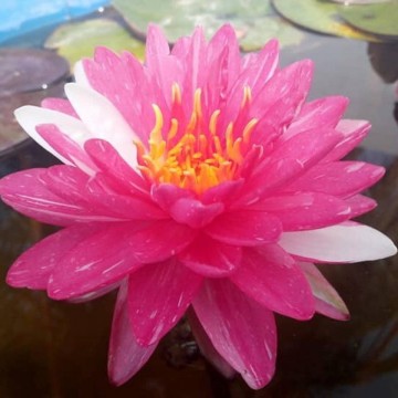 Nymphaea jakkaphong nelumbogarden waterlilies 2