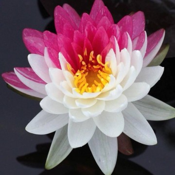 Nymphaea jakkaphong nelumbogarden waterlilies 4