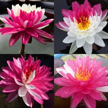 Nymphaea jakkaphong nelumbogarden waterlilies 5