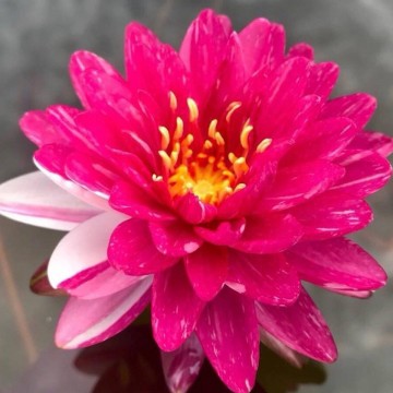 Nymphaea jakkaphong nelumbogarden waterlilies 6