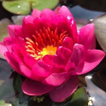 Nymphaea james brydon nelumbogarden waterlilies 1