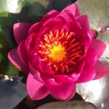 Nymphaea james brydon nelumbogarden waterlilies 2