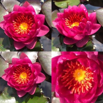 Nymphaea james brydon nelumbogarden waterlilies 3