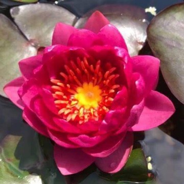 Nymphaea james brydon nelumbogarden waterlilies 4