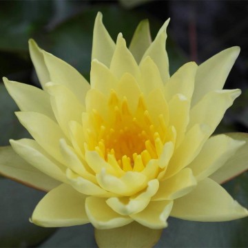 Nymphaea joey tomocik nelumbogarden waterlilies 1