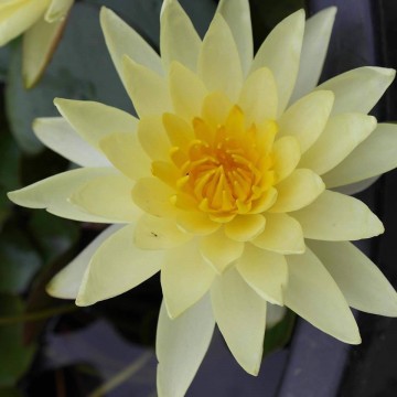 Nymphaea joey tomocik nelumbogarden waterlilies 2