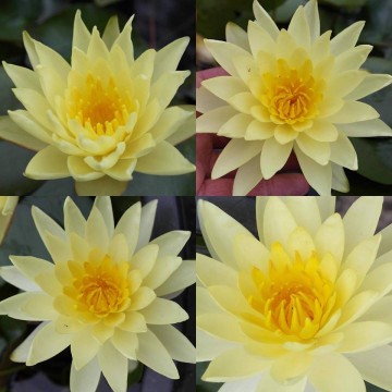 Nymphaea joey tomocik nelumbogarden waterlilies 4