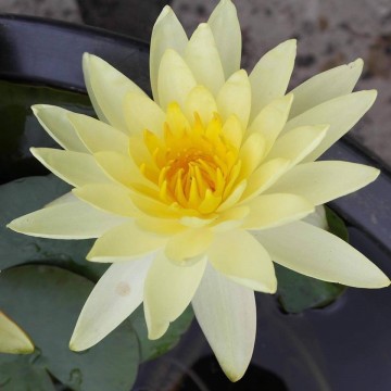 Nymphaea joey tomocik nelumbogarden waterlilies 5