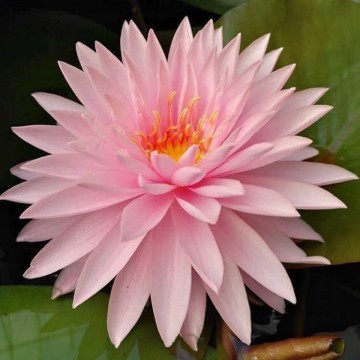 Nymphaea khongkwan nelumbogarden waterlilies matthijs hazeleger water lilies 1.jpg