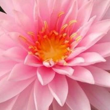 Nymphaea khongkwan nelumbogarden waterlilies matthijs hazeleger water lilies 2.jpg